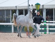 x del Buttasella Tosc Tour2013- S5 1723 : Arezzo, Cavalli d'Italia, Clara del Buttasella, Toscana Tour 2013, foto di Stefano Secchi ©